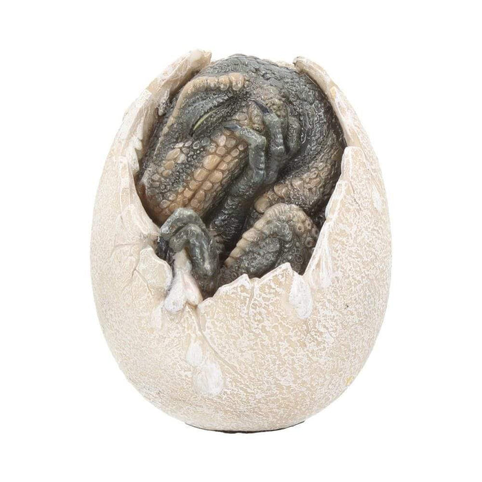 Nemesis Now Dragon Figurine Wyrmlings Dragon Egg First Light D1971F6