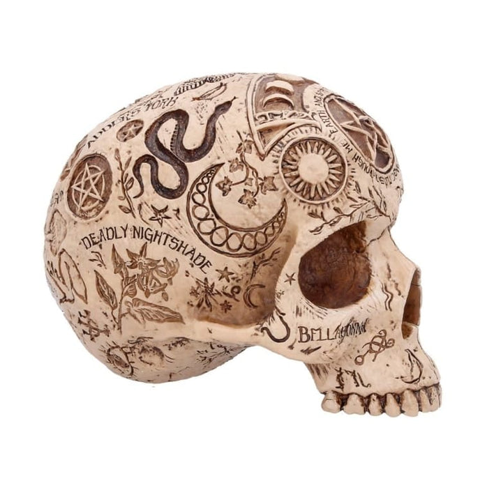 NEMESIS NOW Skull Ornament Apothecary Skull Figurine B7537B26