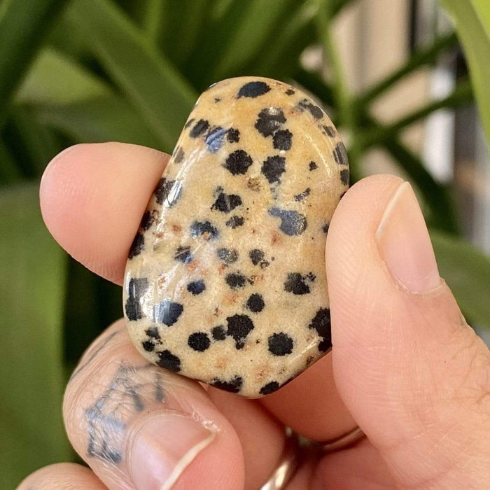 Crystal Classics Dalmatian Jasper Gemstone