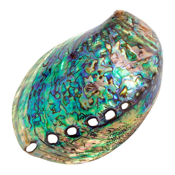 Polished Paua Shell