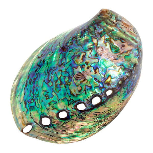 Polished Paua Shell