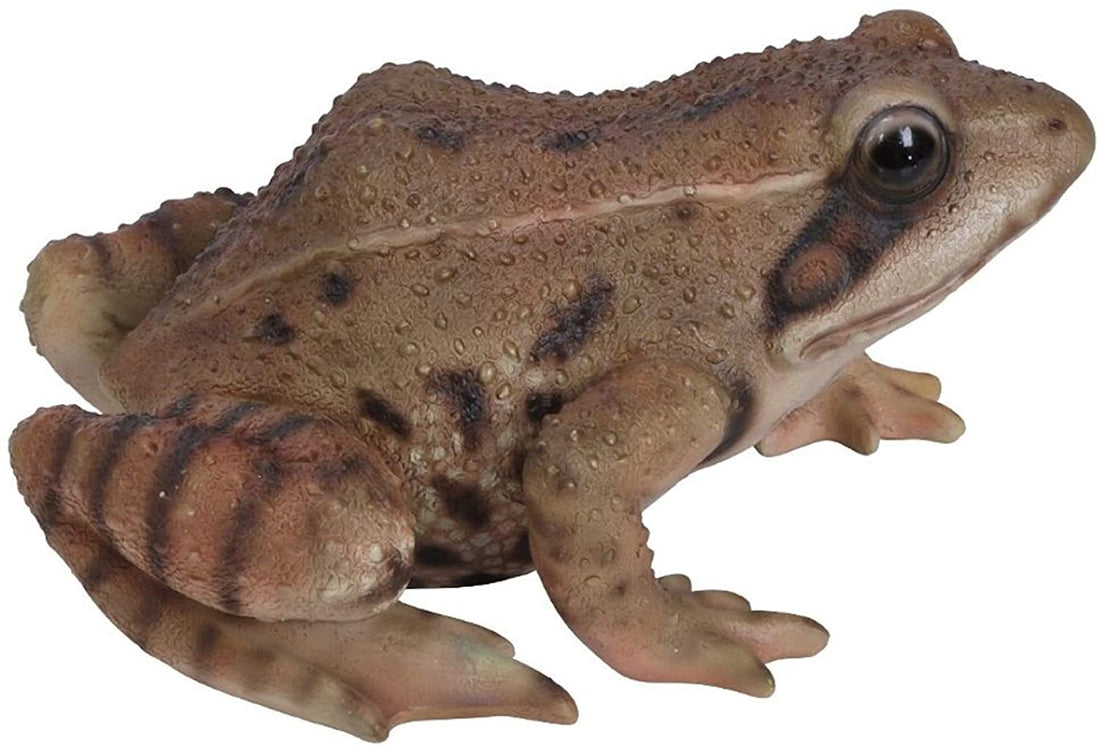 Vivid Arts Fairy Garden Frog Home or Garden Decoration XRL-FROG-F
